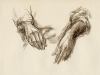 Study of Hands